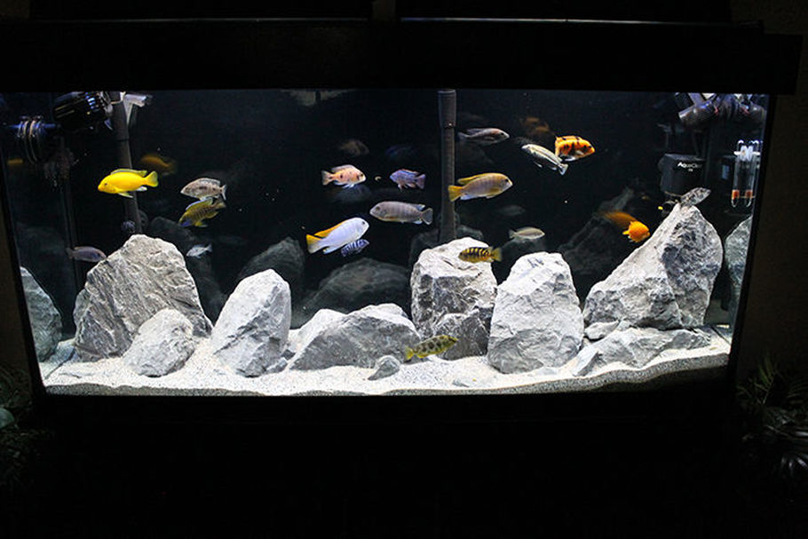 Feast-your-eyes-on-my-Mixed-African-Cichlid-Tank--CsgTSD_203423.jpg
